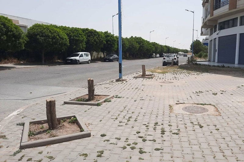 الجدل يرافق اجتثاث أشجار بالجديدة